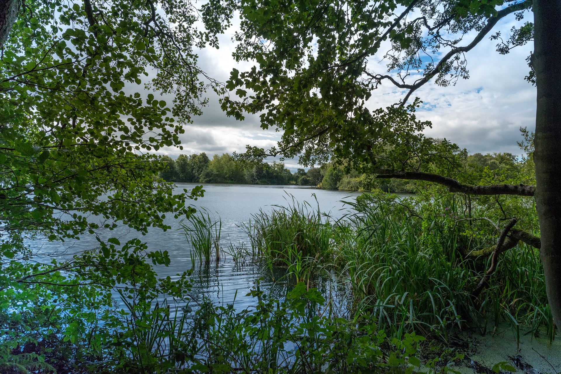 'Bolam Lake through the Trees'