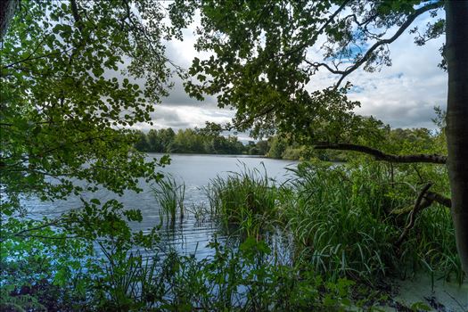 'Bolam Lake through the Trees' - 